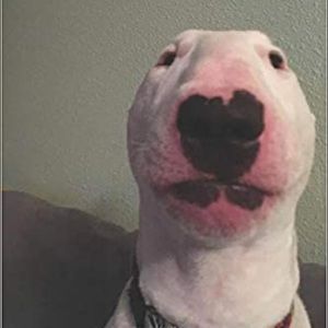 Meet your Posher, Maria